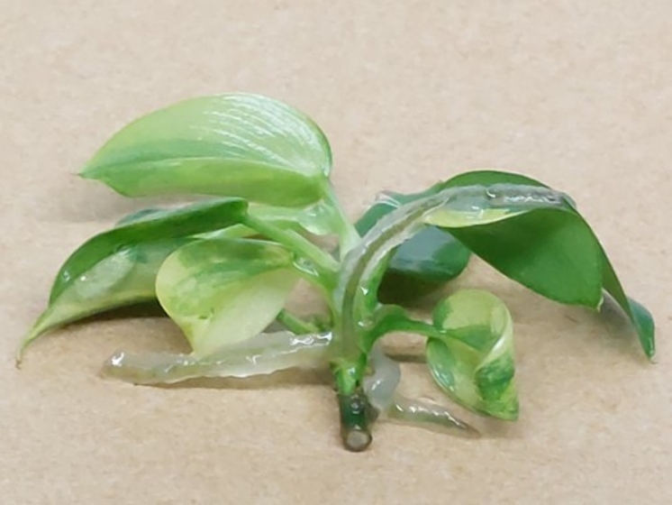 violine variegated
